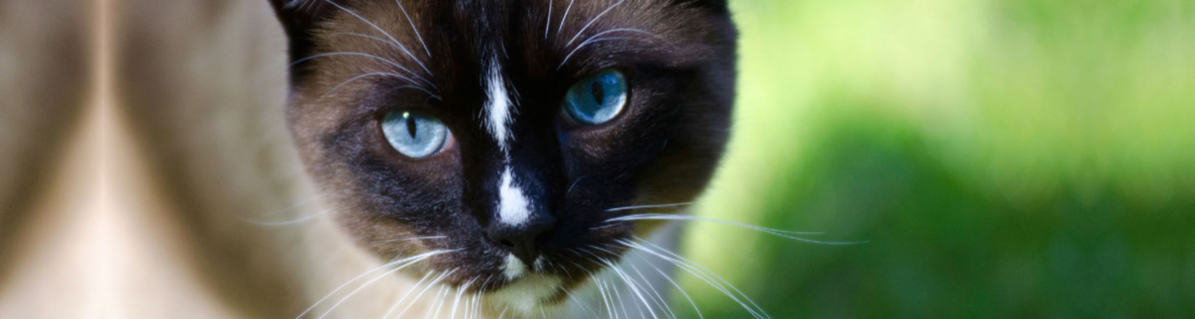 My Cat walking towards my old 80-200mm on the Nikon 7000